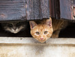 cats on the window