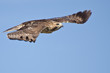 Immature Red-Tailed Hawk Flying in Blue Sky