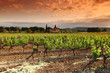 Amazing Vineyard Sunset in france