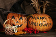Halloween Pumpkins On Dark Bac...