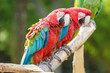 Photo: Red and Blue macaw Red and Blue macaw