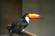 Photo: Tuco Toucan Tuco Toucan