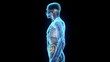 Human internal organs coming into place