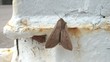 Moth Fluttering Wings Close-up