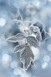 Photo: a frozen leaf and bokeh a frozen leaf and bokeh