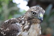 Ferocious eagle
