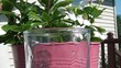 Pouring Fizzy Water into Glass in Sun