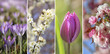 Foto: Frühlingsquartett Frühlingsquartett