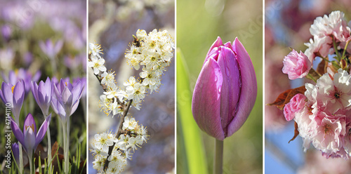 Photo: Frühlingsquartett Frühlingsquartett