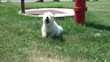Dog Barking in Sun Near Fire Hydrant