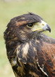 Harris hawk portrait