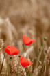Red Poppy, Corn Poppy (Papaver Rhoeas) - Remembrance Day