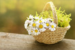 Korb mit Gänseblümchen, basket with daisies