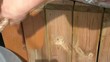 Staining Wood with Brush