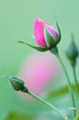 Photo: Rosebud Rosebud