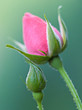 Rosebud