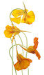 nasturtium