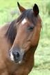 Photo: Brown Horse Portrait Brown Horse Portrait