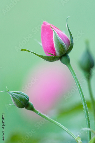 Photo: Rosebud Rosebud