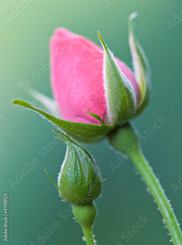 Photo: Rosebud Rosebud