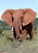 African Elephant Bull