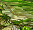rice field on terraced in mountain.