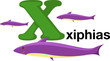 Vector: Animal alphabet letter - X Animal alphabet letter - X