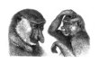 Head : Monkeys