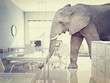 Elephant In A Room