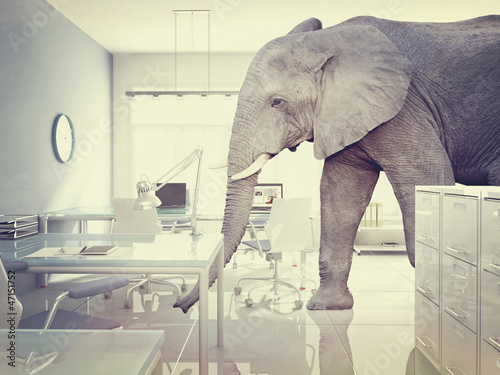 Photo: elephant in a room elephant in a room