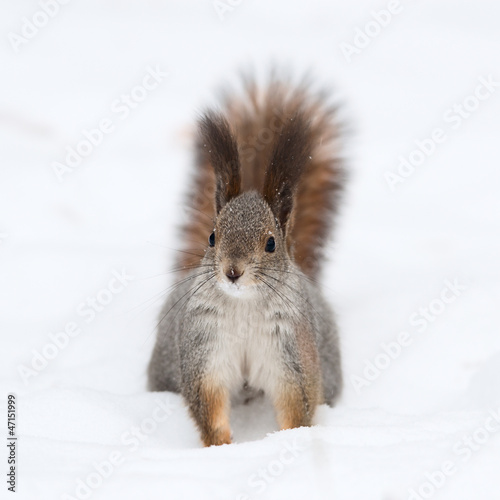 Photo: Squirrel on the snow Squirrel on the snow