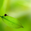 Snail on green leaf