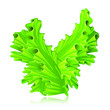 Salade verte