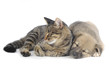 Photo: cat and dog cat and dog