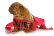 bad puppy