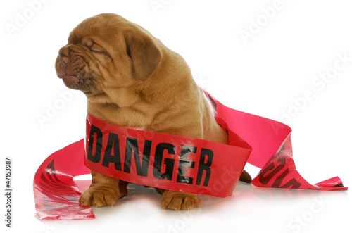 Photo: bad puppy bad puppy
