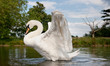 Photo: Mute swan stretching on a lake Mute swan stretching on a lake