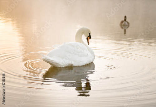 Photo: Mute swan (Cygnus olor) resting on a mist covered lake at dawn Mute swan (Cygnus olor) resting on a mist covered lake at dawn