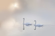 Photo: Mute swans Cygnus olor gliding across a mist covered lake Mute swans Cygnus olor gliding across a mist covered lake