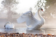 Mute Swan Stretching On A Mist...
