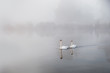 Photo: Mute swans Cygnus olor gliding over a mist covered lake at dawn Mute swans Cygnus olor gliding over a mist covered lake at dawn