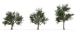Trees
