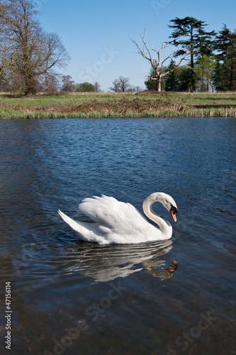 Photo: Mute swan (Cygnus olor) gliding across a lake Mute swan (Cygnus olor) gliding across a lake