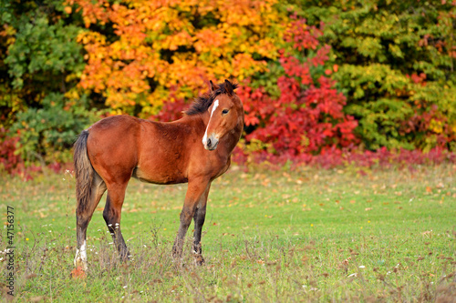 Photo: Horse Horse