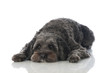 Mixed breed dog - Mischlingshund