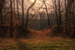 Photo: forest landscape forest landscape