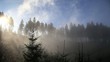 Wald im Nebel in den Alpen