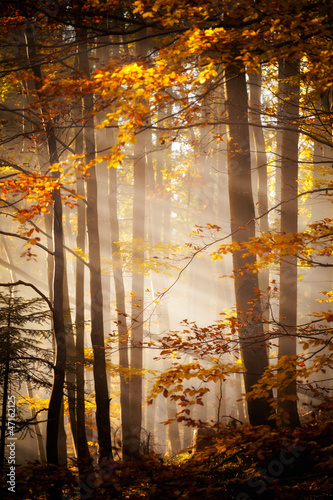 Photo: Beautiful autumn woods landscape Beautiful autumn woods landscape