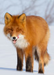 Photo: kamchatka red fox licks itself kamchatka red fox licks itself