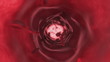 Vein interior with cells